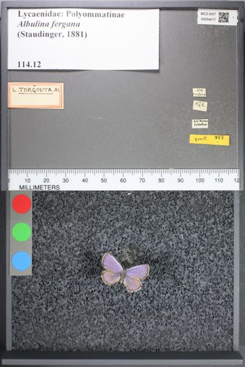 Media type: image;   Entomology 54017